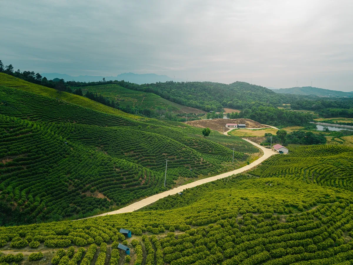 Un camino de tierra serpenteante entre exuberantes plantaciones de te verde en Jiangxi, China