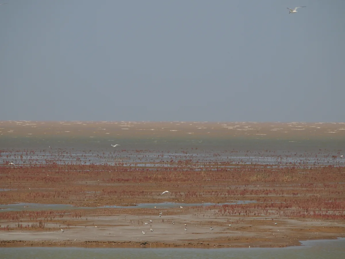 Gulls over tidal flats and red Suaeda on the Yellow River Delta near Dongying (Photo: rheins via Wikimedia Commons, CC BY 3.0)