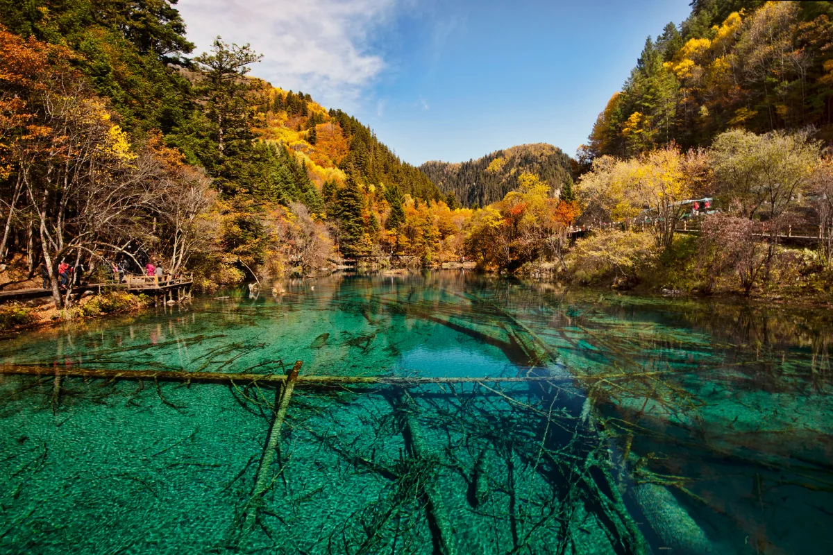 Clear turquoise water in a Jiuzhaigou lake with sunken tree trunks visible on the bottom, autumn forest behind