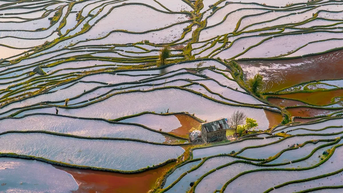 Rizières en terrasses reflétant le ciel au coucher du soleil — l'été dans la campagne chinoise