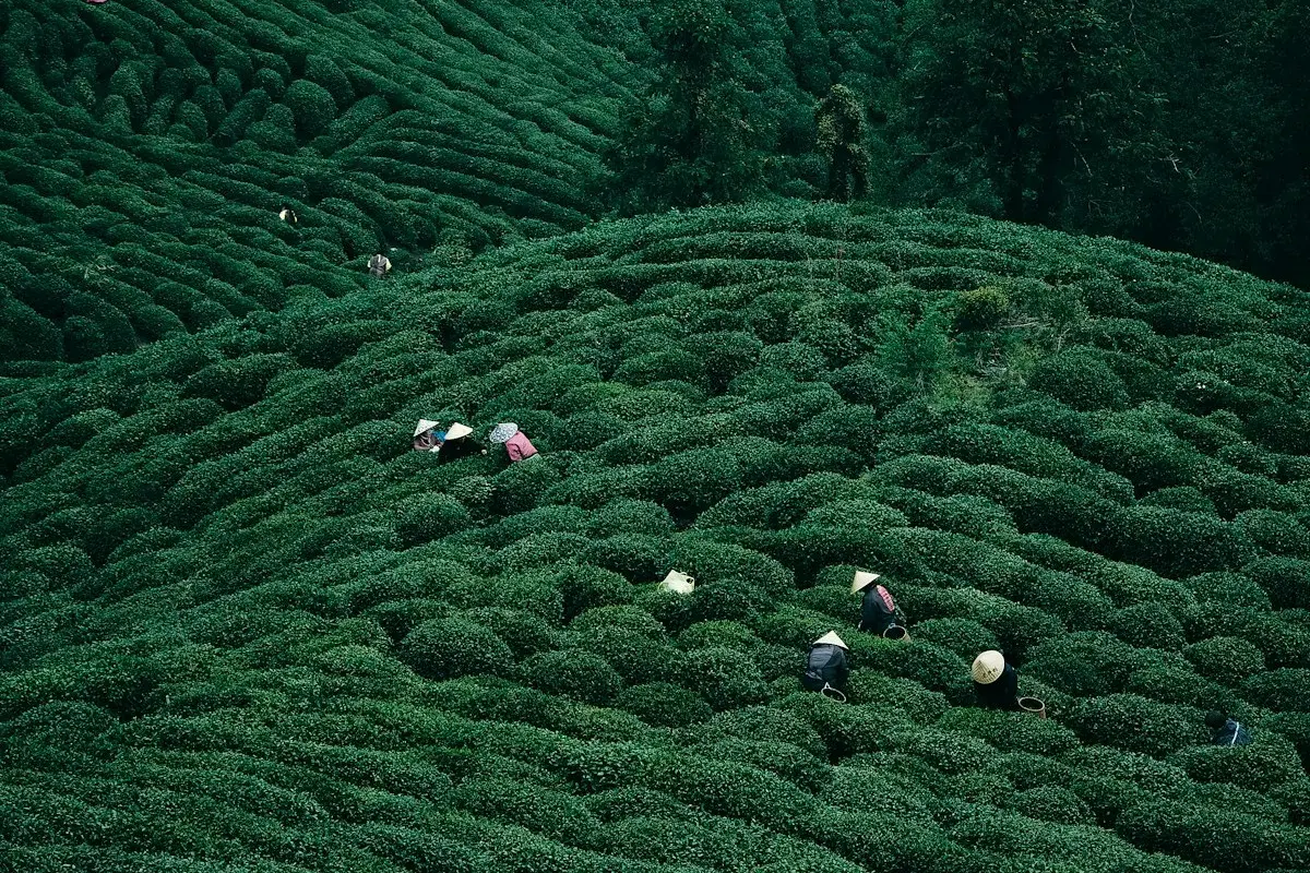People harvesting tea leaves on lush green hillside tea plantation in China