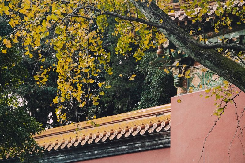 石象路:巨大石骆驼/石象两侧排列+金色银杏落叶