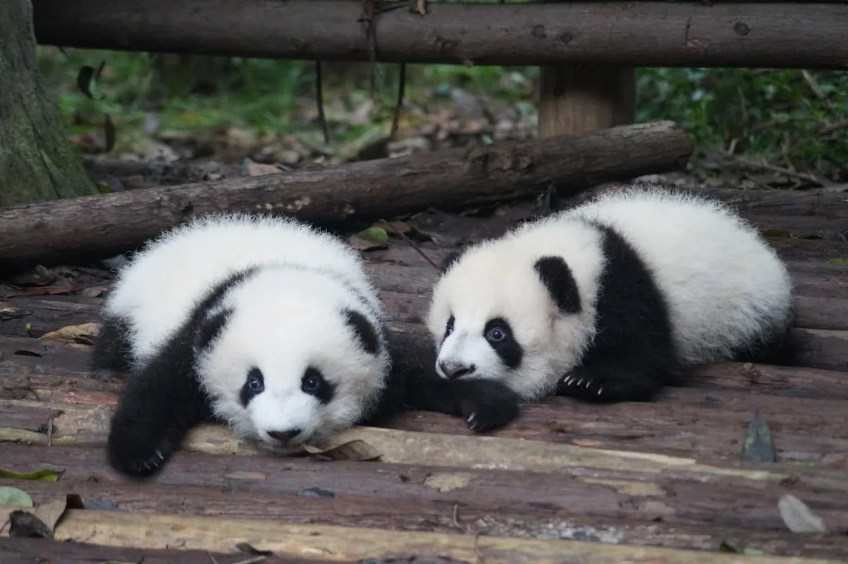 Two giant panda cubs resting on a wooden platform in a panda nursery enclosure