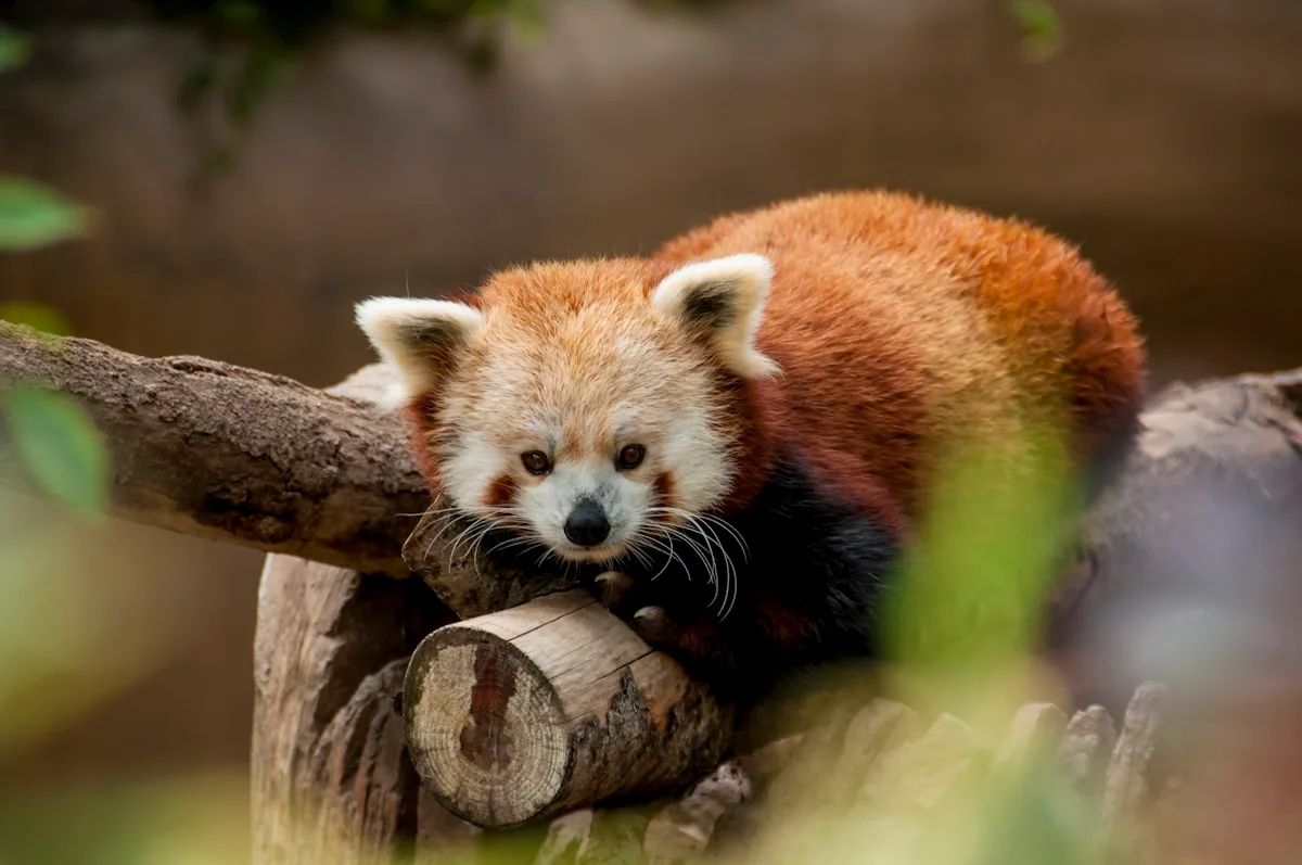 A red panda lying on a log and looking toward the camera