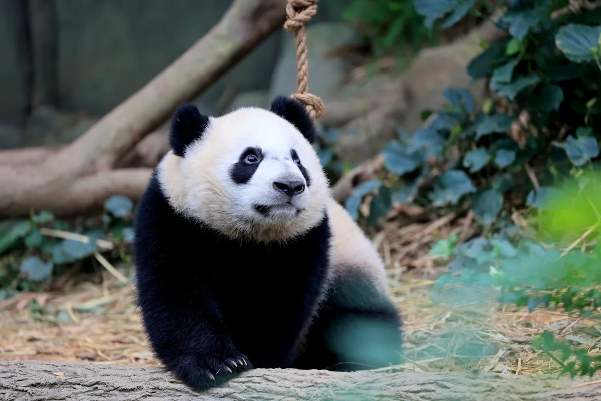 A giant panda sitting on a log inside a leafy forested enclosure