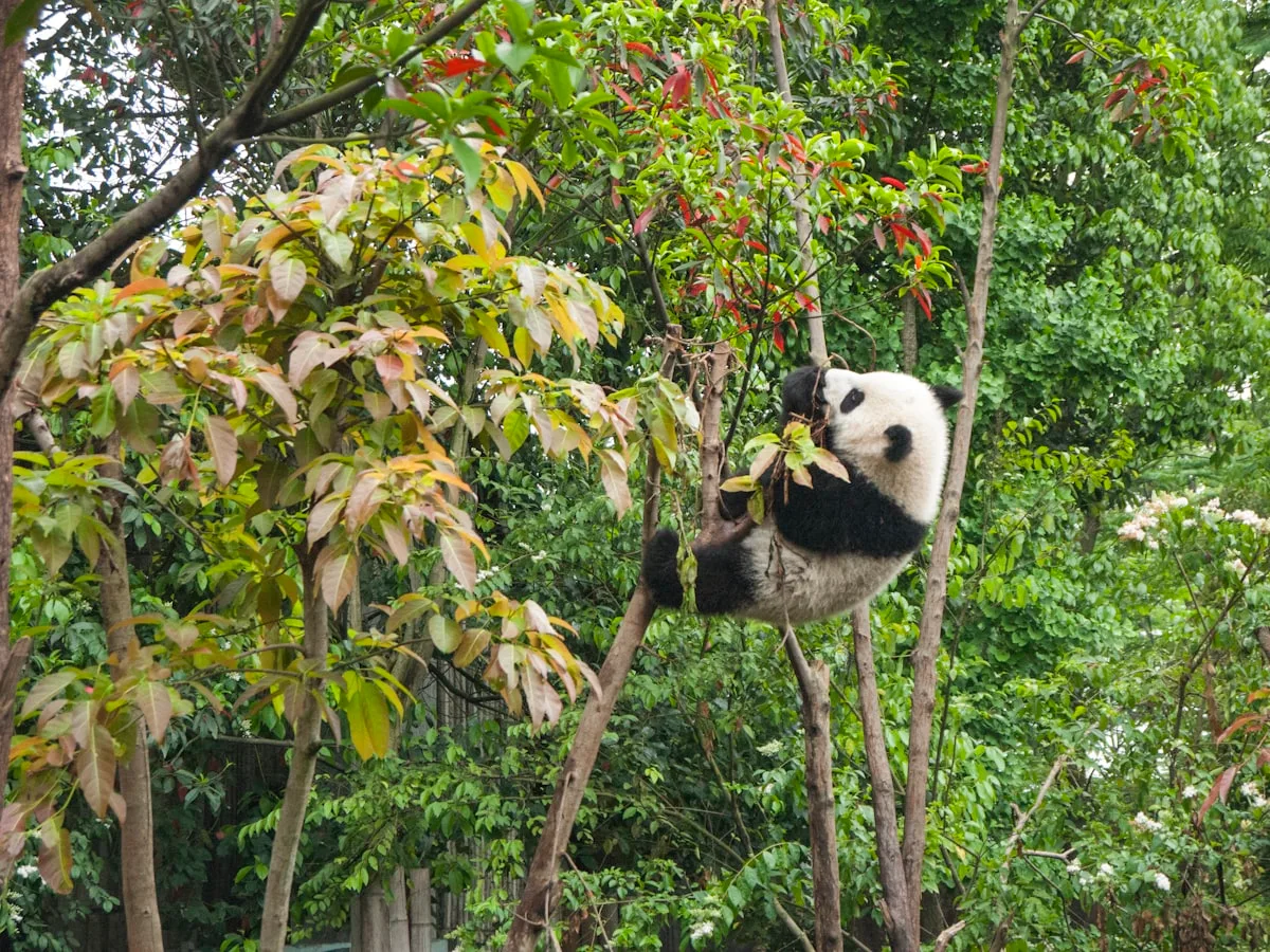 A giant panda munching bamboo among green trees, the classic Chengdu Panda Base scene