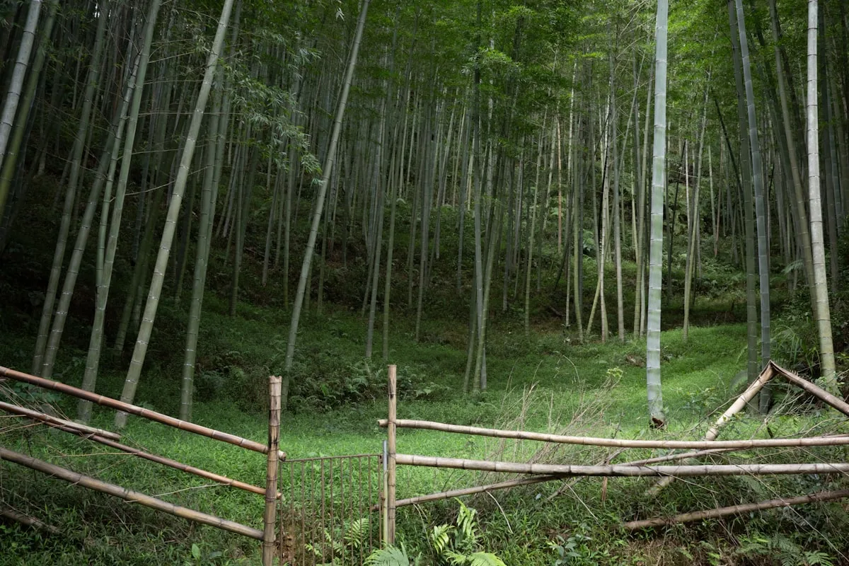 A dense bamboo grove with a small track running through it, the Anji countryside scene