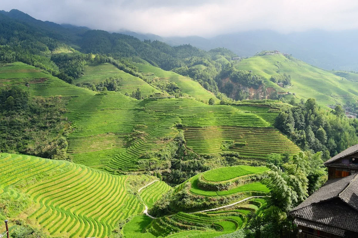 Layers of green rice terraces climbing a mountainside at Longji, mist on the ridges in the distance