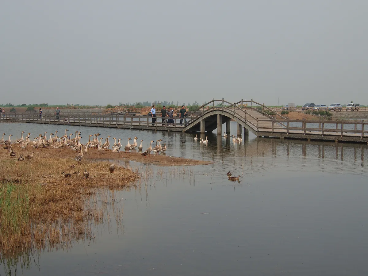 Geese gathered beside the boardwalk at Goose Lake in the Yellow River Delta, with visitors crossing the bridge behind them (Photo: rheins via Wikimedia Commons, CC BY 3.0)