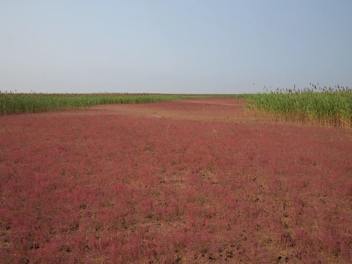 A field of crimson Suaeda salsa, the red carpet of the Yellow River Delta, in early autumn (Photo: rheins via Wikimedia Commons, CC BY 3.0)