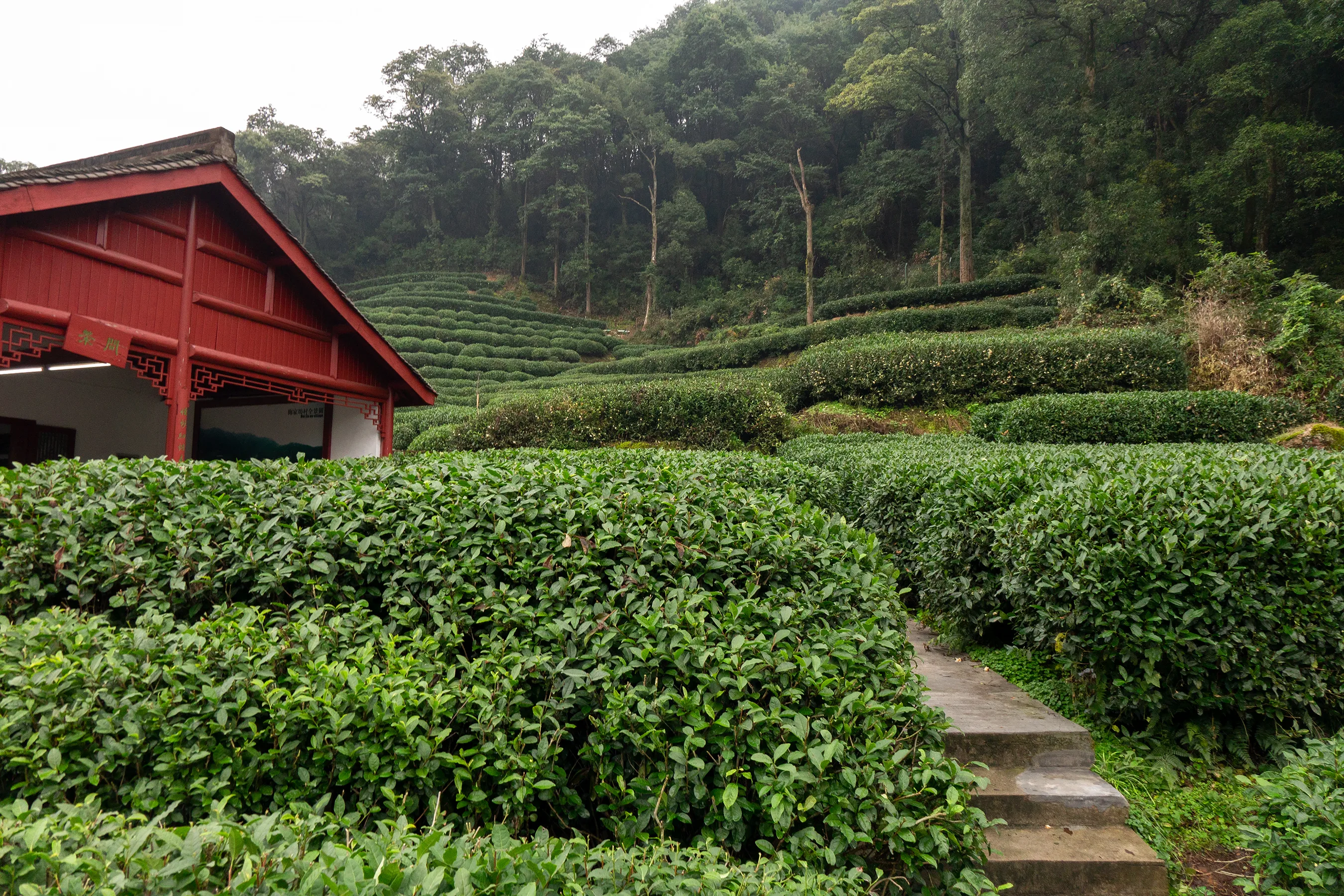 Campos de té en terrazas en Meijiawu, en la zona de Longjing cerca de Hangzhou (Foto: Peter K Burian via Wikimedia Commons)