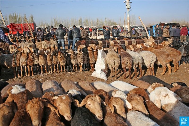 kashgar livestock bazaar