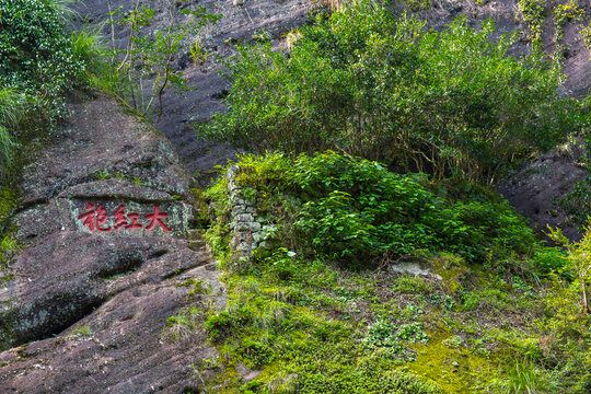 wuyi dahongpao mother tree
