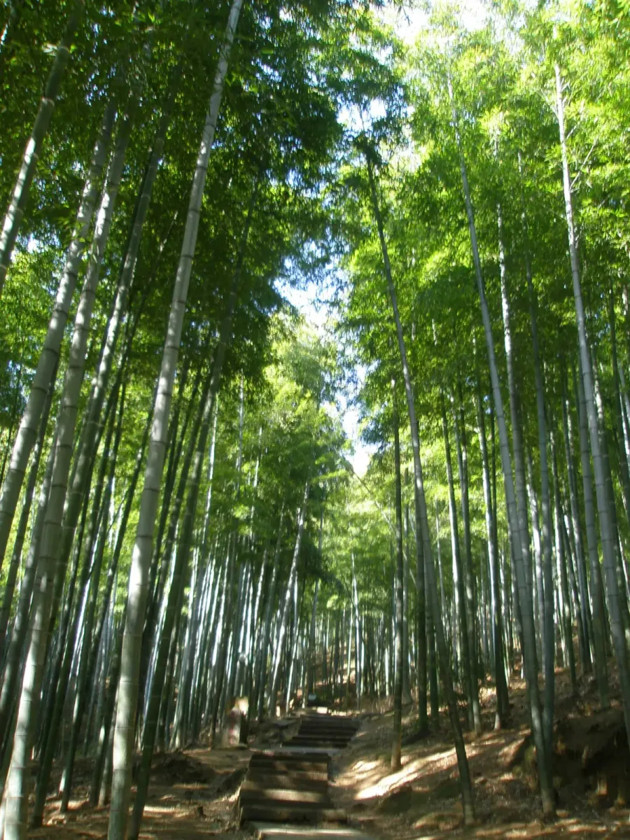 Un sentier dans une forêt de bambous à Anji, dans le Zhejiang (Photo : Clerkwheel via Wikimedia Commons)