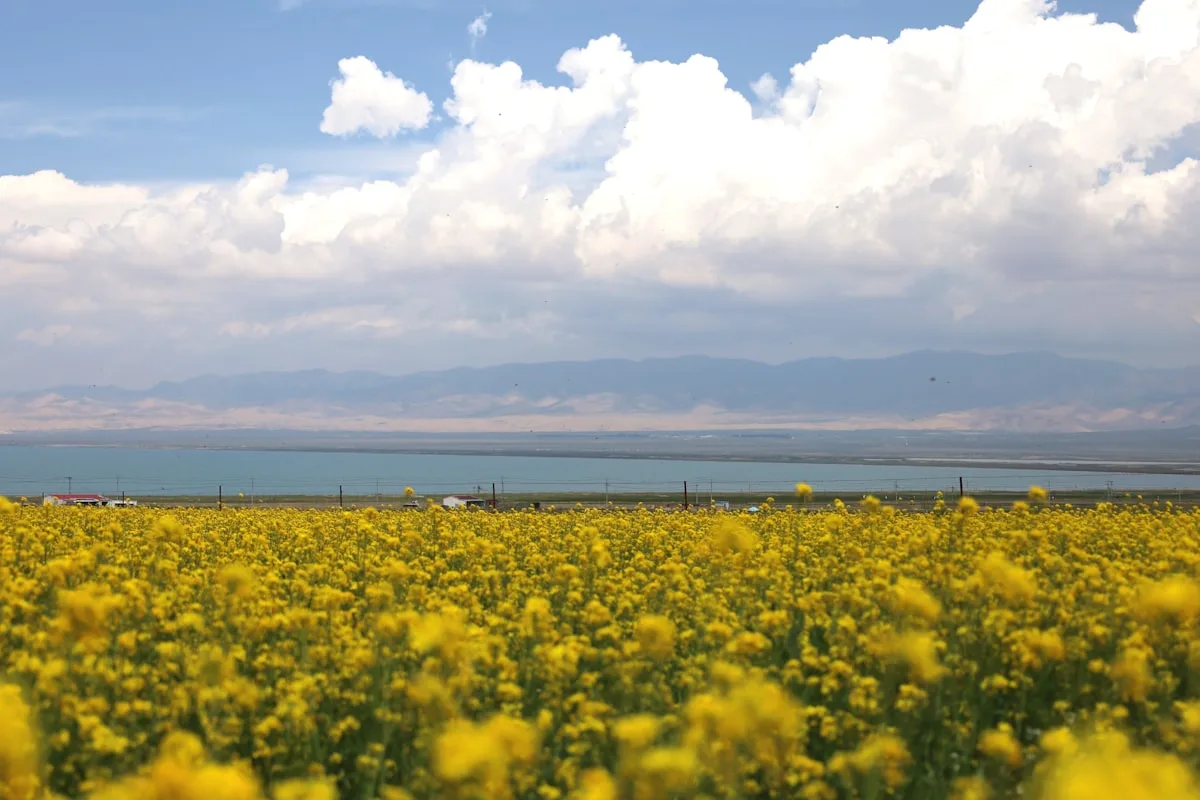 Rapeseed fields in bloom on the shore of Qinghai Lake, deep blue water meeting the Qilian mountains beyond