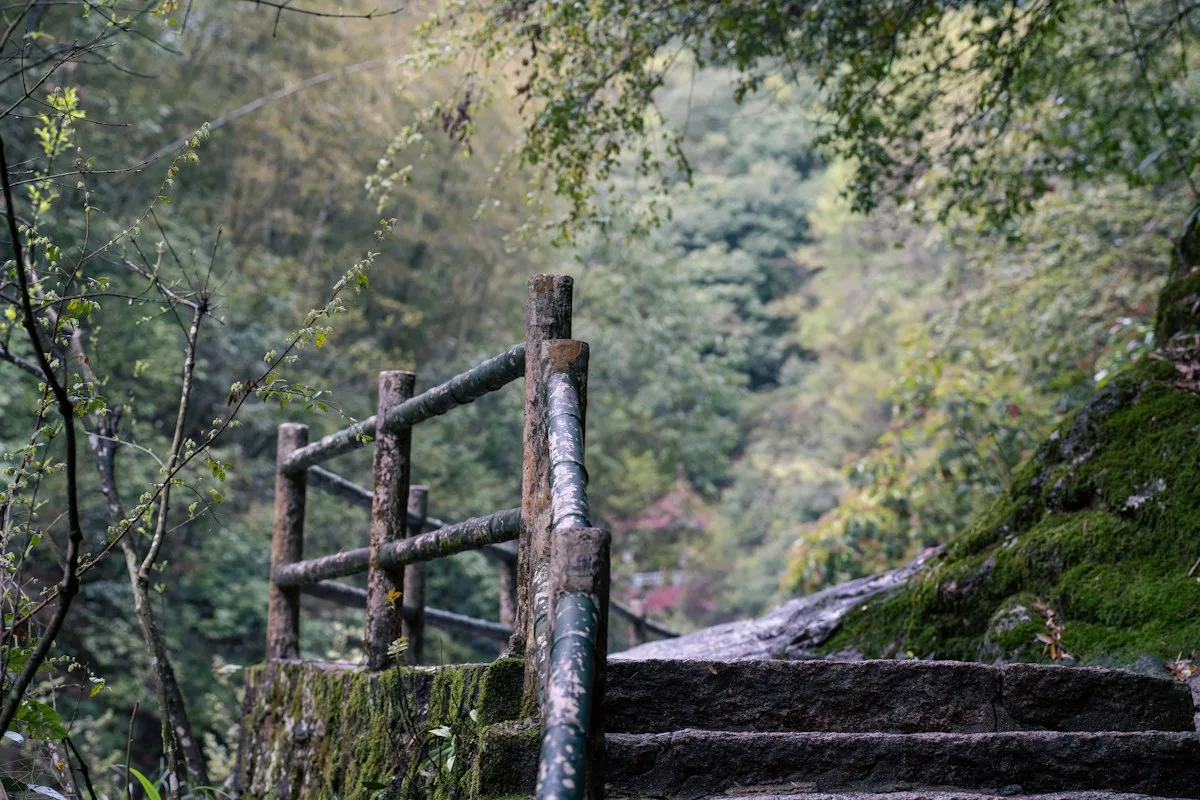 Degraus de pedra cobertos de limo com um corrimão de madeira desgastado descendo por uma floresta verde e densa