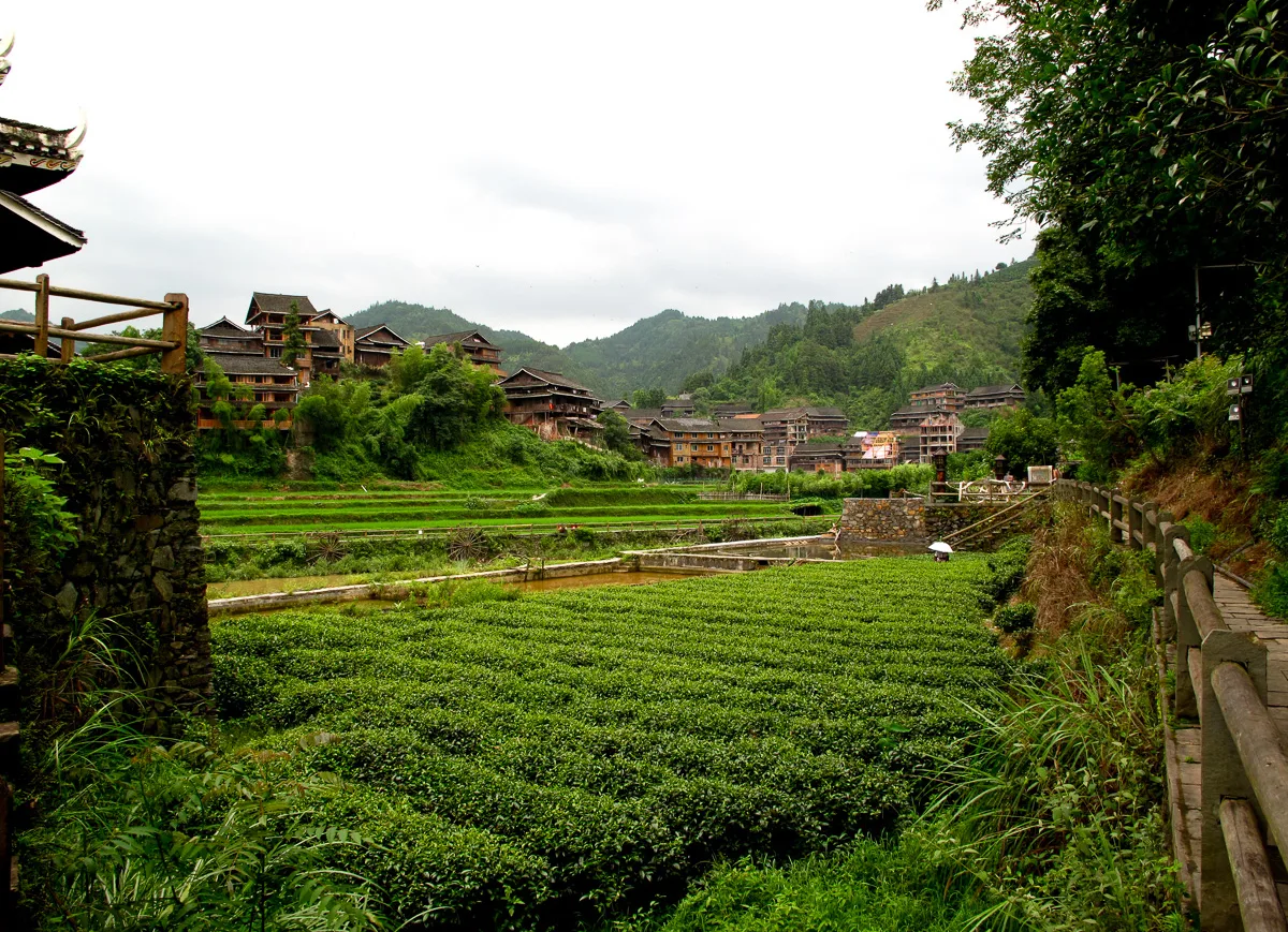 Terraced fields climbing the hillside above a wooden Dong village near Zhaoxing (Photo: Rutger van der Maar via Wikimedia Commons)