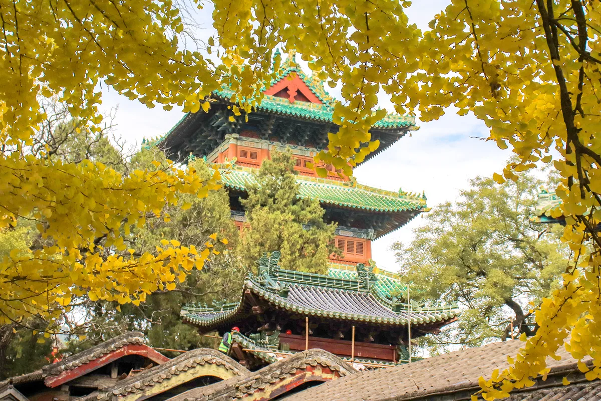 The bell tower of the Shaolin Temple framed by yellow ginkgo leaves, with green and red glazed temple roofs below (Photo: Windmemories via Wikimedia Commons)