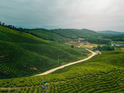 Un chemin de terre sinueux à travers des plantations de thé vert luxuriantes dans le Jiangxi, Chine