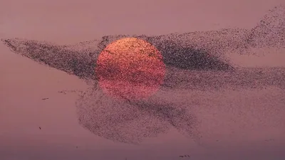 Una bandada arremolinada de decenas de miles de aves en silueta contra un sol rojo poniente sobre el delta del río Amarillo