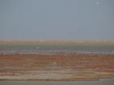 Gulls over tidal flats and red Suaeda on the Yellow River Delta near Dongying (Photo: rheins via Wikimedia Commons, CC BY 3.0)