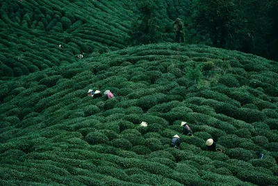People harvesting tea leaves on lush green hillside tea plantation in China